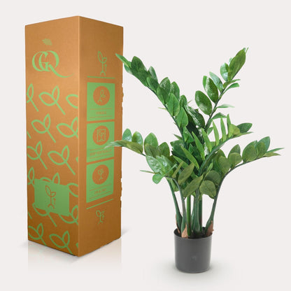 Kunstpflanze Zamioculcas - Zimmerpalme - 70 cm - Zimmerpflanze - künstliche Pflanzen wie echt - grüne-wurzel