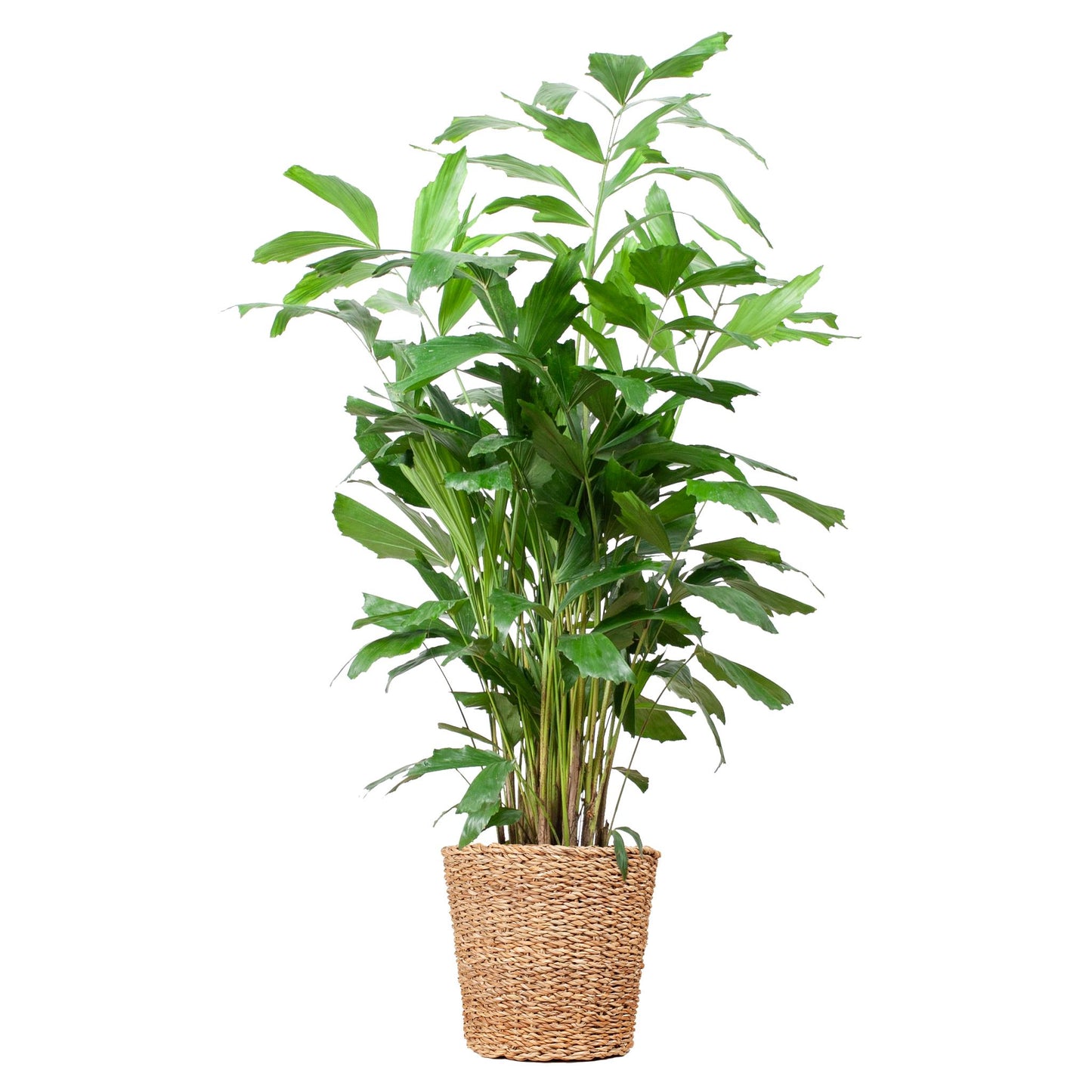 Caryota Mitis XL mit Korb Torun - 130cm - Ø24