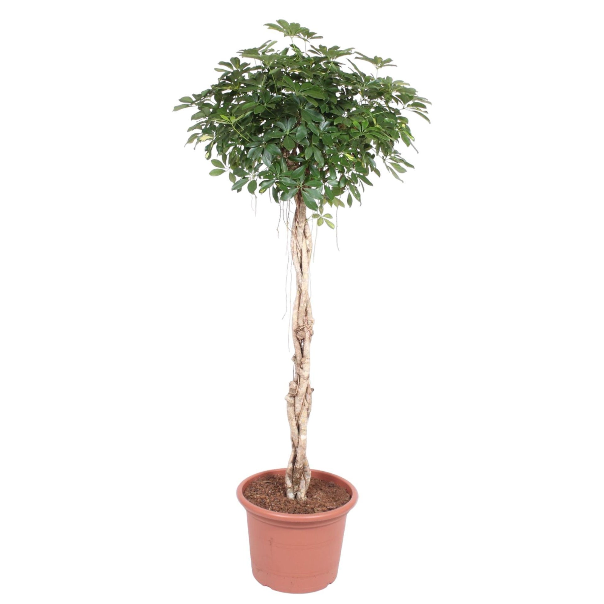 Schefflera Arboricola Compacta geflochtener Stamm – 200 cm ø50 – Zimmerpflanze – XXL Zimmerpflanzen – Strahlenaralie