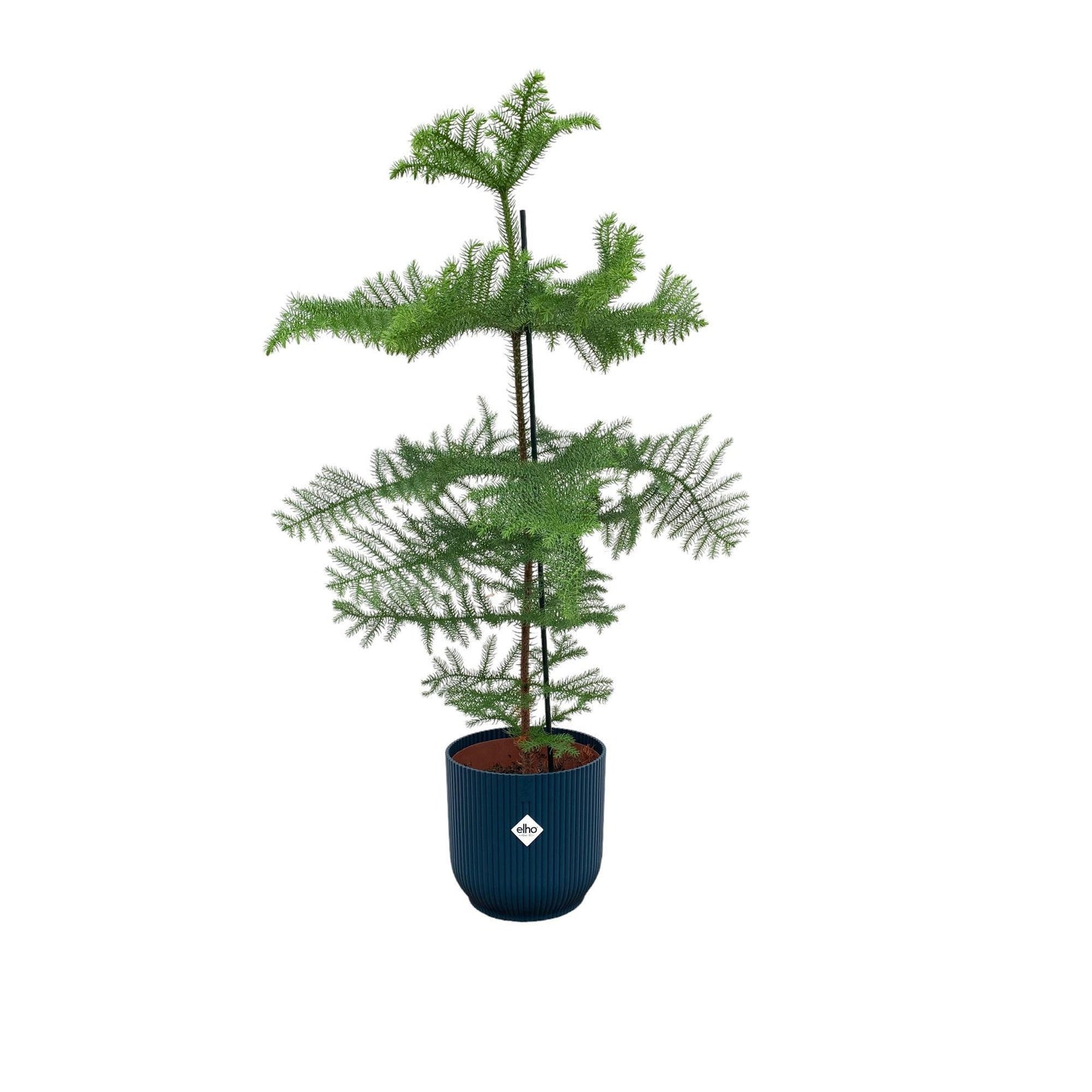 Araucaria mit Elho Vibes Topf in verschiedenen Farben - Zimmerpflanze - 100cm - Ø22cm - Zimmertanne - Immergrüne Pflanzen - Zimmerpflanzen groß