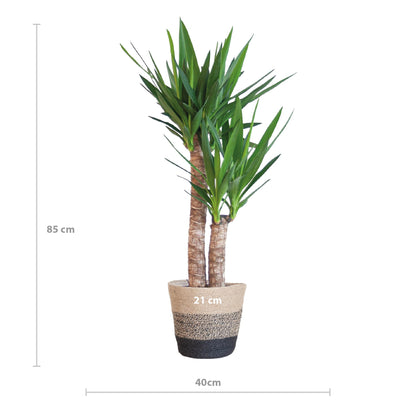 Yucca Elephantipes – Palmlilie – Sukkulente - 90cm – Zimmerpflanze inkl. nachhaltigem Viber Topf, Lissabon Korb oder Sofia Korb