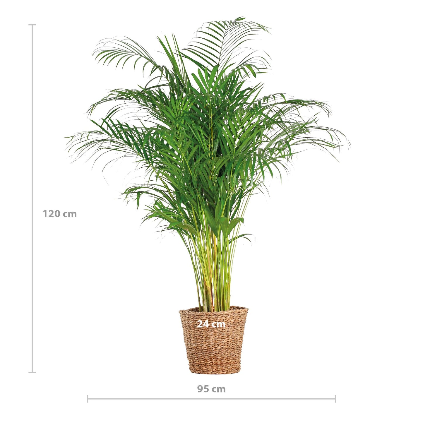 Areca Palme im Korb Torun – Dypsis Lutescens – Zimmerpflanze groß – 120 cm – Ø24 – Goldene Palme