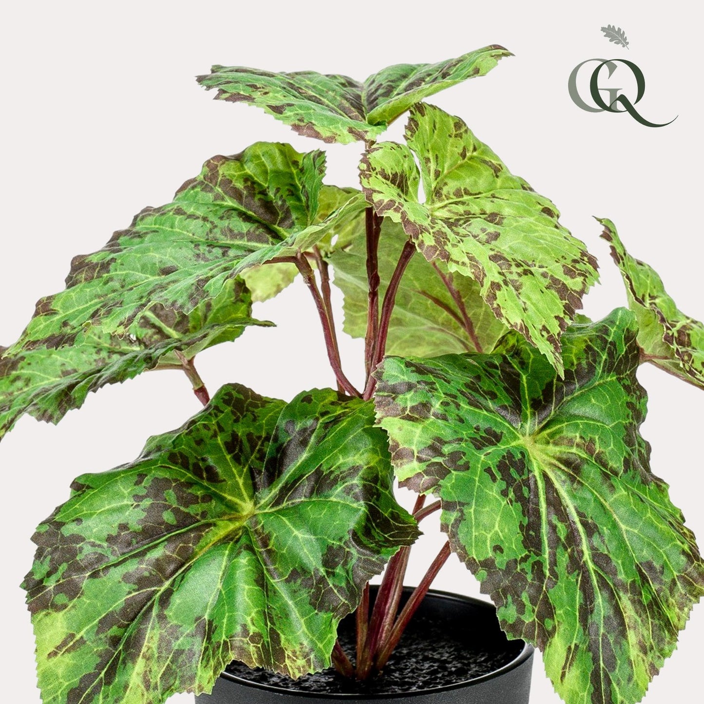 Begonia Rex Kunstpflanze - Königsbegonie - 25 cm - Zimmerpflanze -  künstliche Pflanze wie echt - grüne-wurzel