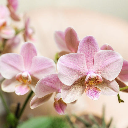 Kolibri Orchids |2 altrosa Phalaenopsis Orchideen Orchidaceae Treviso | Zimmerpflanze Ø12cm | Schmetterlingsorchidee blühend Rosa Pink - grüne-wurzel