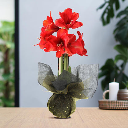 Amaryllis No Water Flowers Wachsblume mit Geschenk Tuch  - Pflegeleichte Blühende Zimmerpflanze Rot Gold