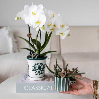 Kolibri Orchids | Phalaenopsis Orchidee 'Amabilis' + Sukkulente im Painted Stripe Ziertopf – Set aus blühender Zimmerpflanze und Sukkulente – Topfgröße Ø9cm & Ø6cm – pflegeleicht – jetzt Zimmerpflanzen online kaufen