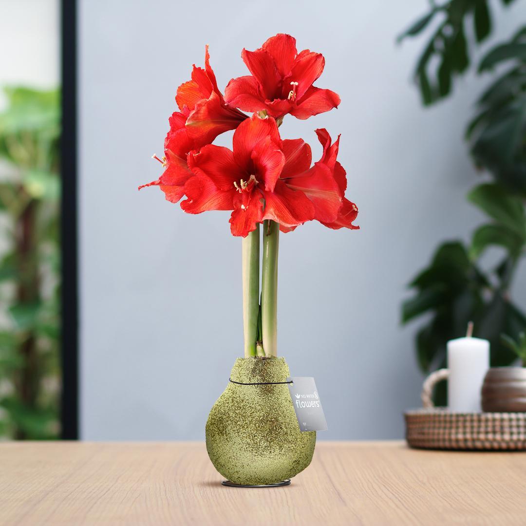 Amaryllis No Water rote Blumen in Weihnachts Glitzer Design - Pflegeleichte Zimmerpflanze in 7 Farben Weihnachten Stil