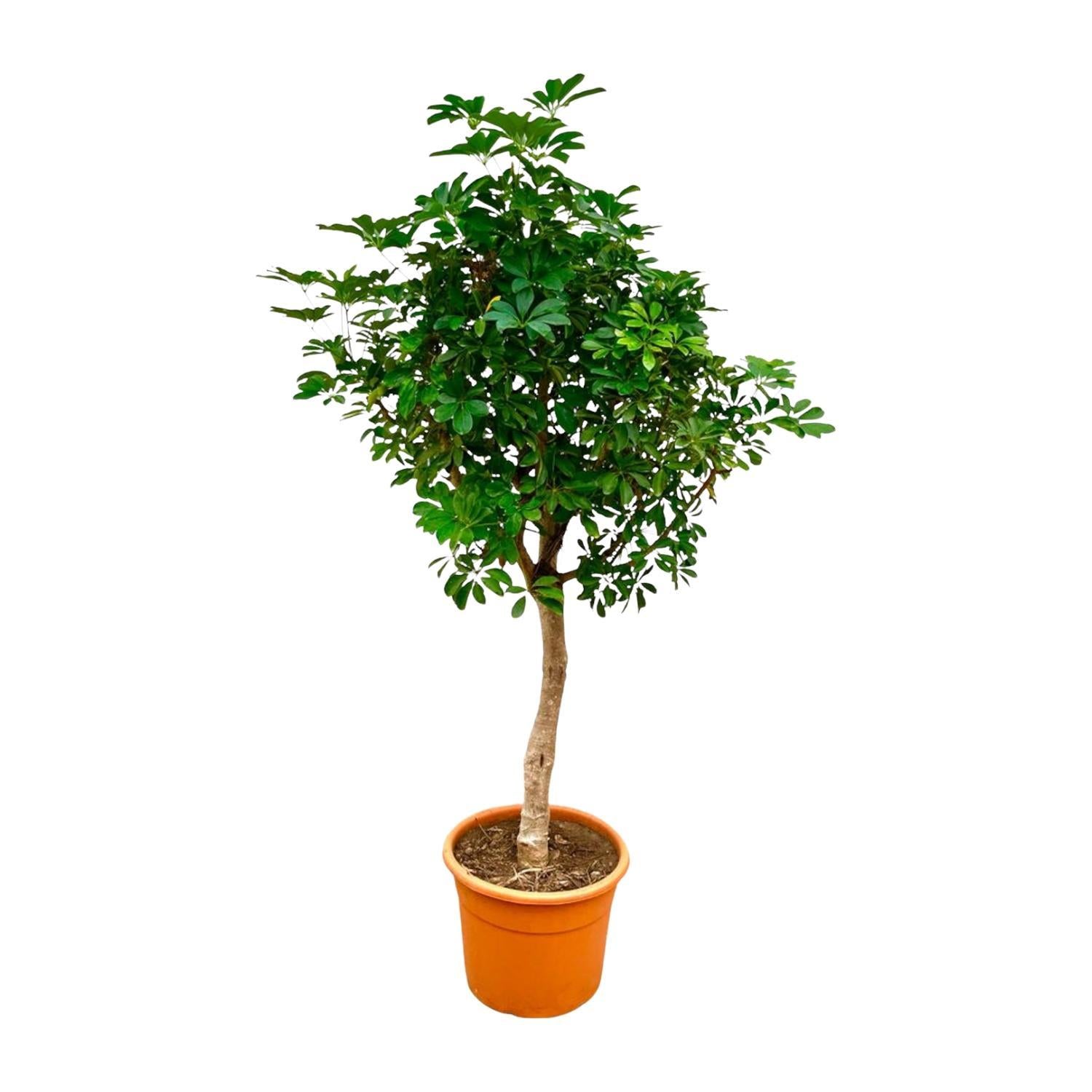 Schefflera auf Stamm – 225 cm ø45 – Zimmerpflanze – XXL Zimmerpflanzen – Strahlenaralie