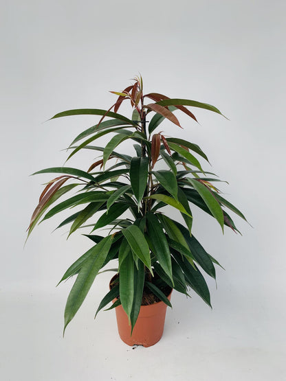 Ficus Binnendijkii - Amstel King - 75cm - Ø17cm - Zimmerpflanze - Immergrüne Pflanzen