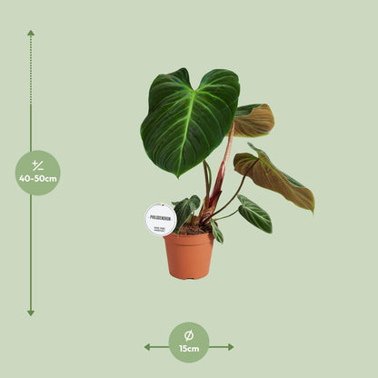 Philodendron El Choco Red - Ø15cm - Höhe 50cm - Zimmerpflanze - grüne-wurzel