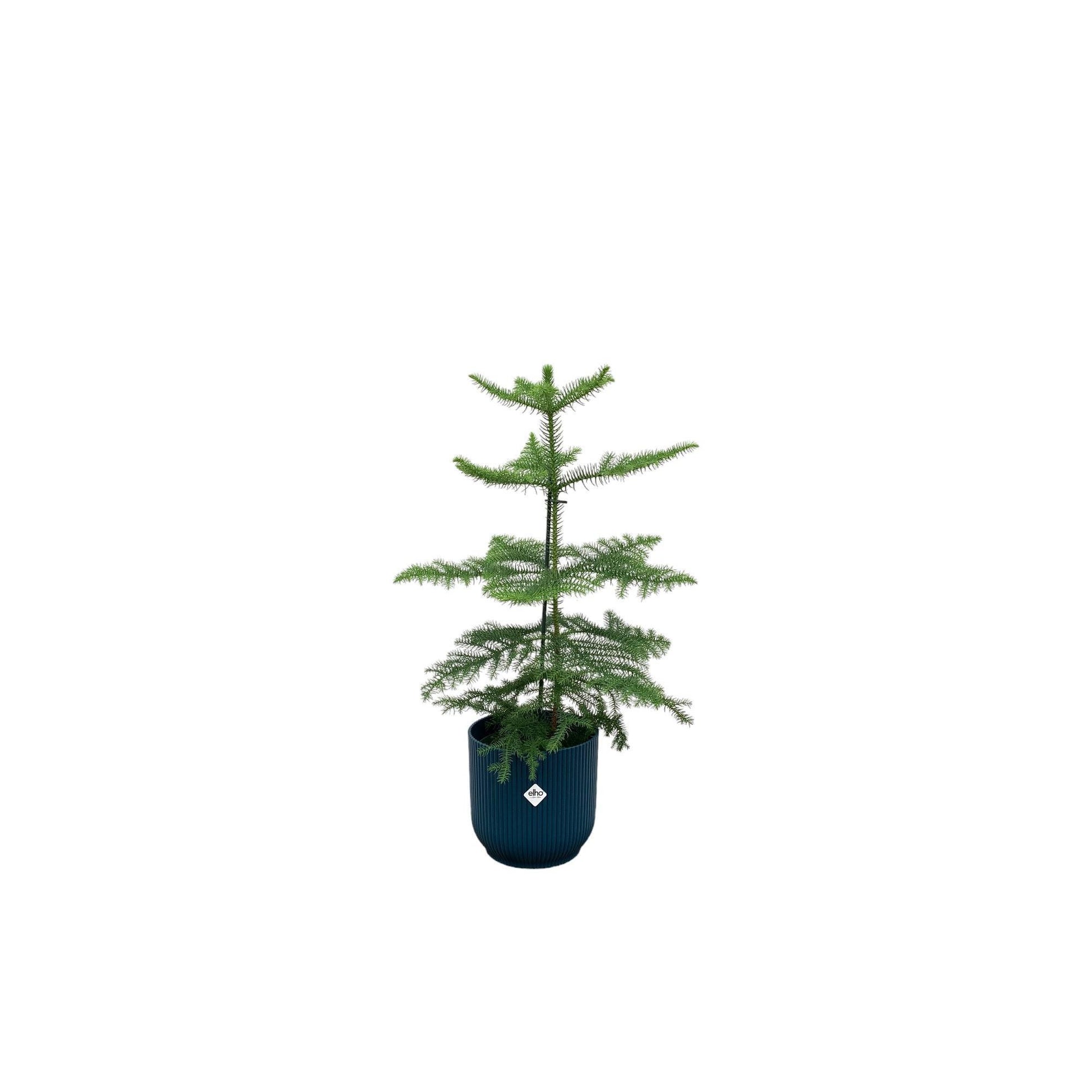 Combi deal - Araucaria (kamerden) inclusief elho Vibes Fold Round blauw Ø18 - 60 cm - grüne-wurzel