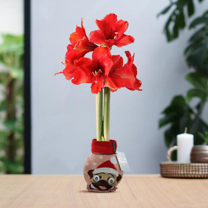 Amaryllis No Water Blumen Fashion Motive Weihnachten Stoffhülle mit Weihnachtsmuster - Pflegeleichte Blühende Zimmerpflanzen Blumen in verschiedenen Designs