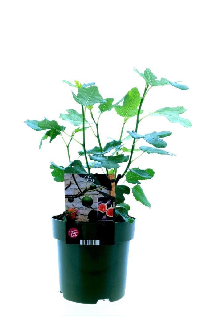 Feigenbaum Ficus Carica Bornholm Gartenpflanze 50 cm im Topf Ø19 cm Feigenpflanzen - grüne-wurzel