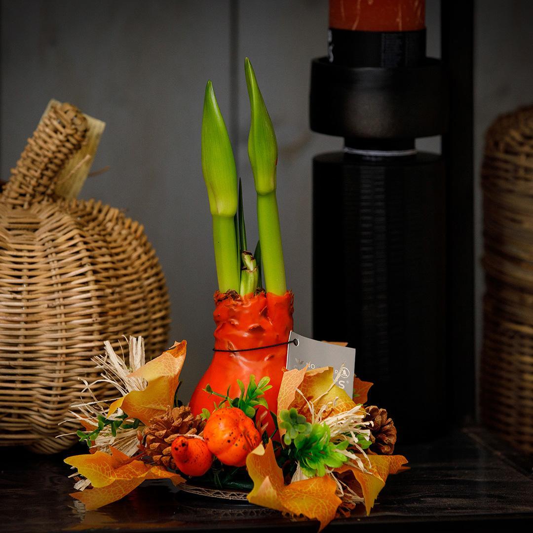 Amaryllis NoWater rote Blumen mit Herbstkranz - Pflegeleichte Blühende Zimmerpflanze mit Herbstdekoration Orange