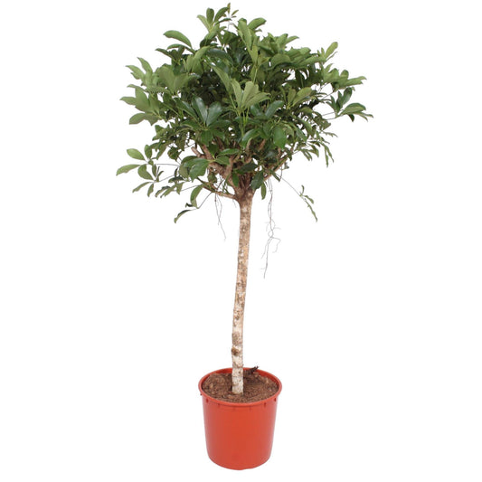 Schefflera Arboricola Compacta Baum – 150 cm ø34 – Zimmerpflanze – XXL Zimmerpflanzen – Strahlenaralie