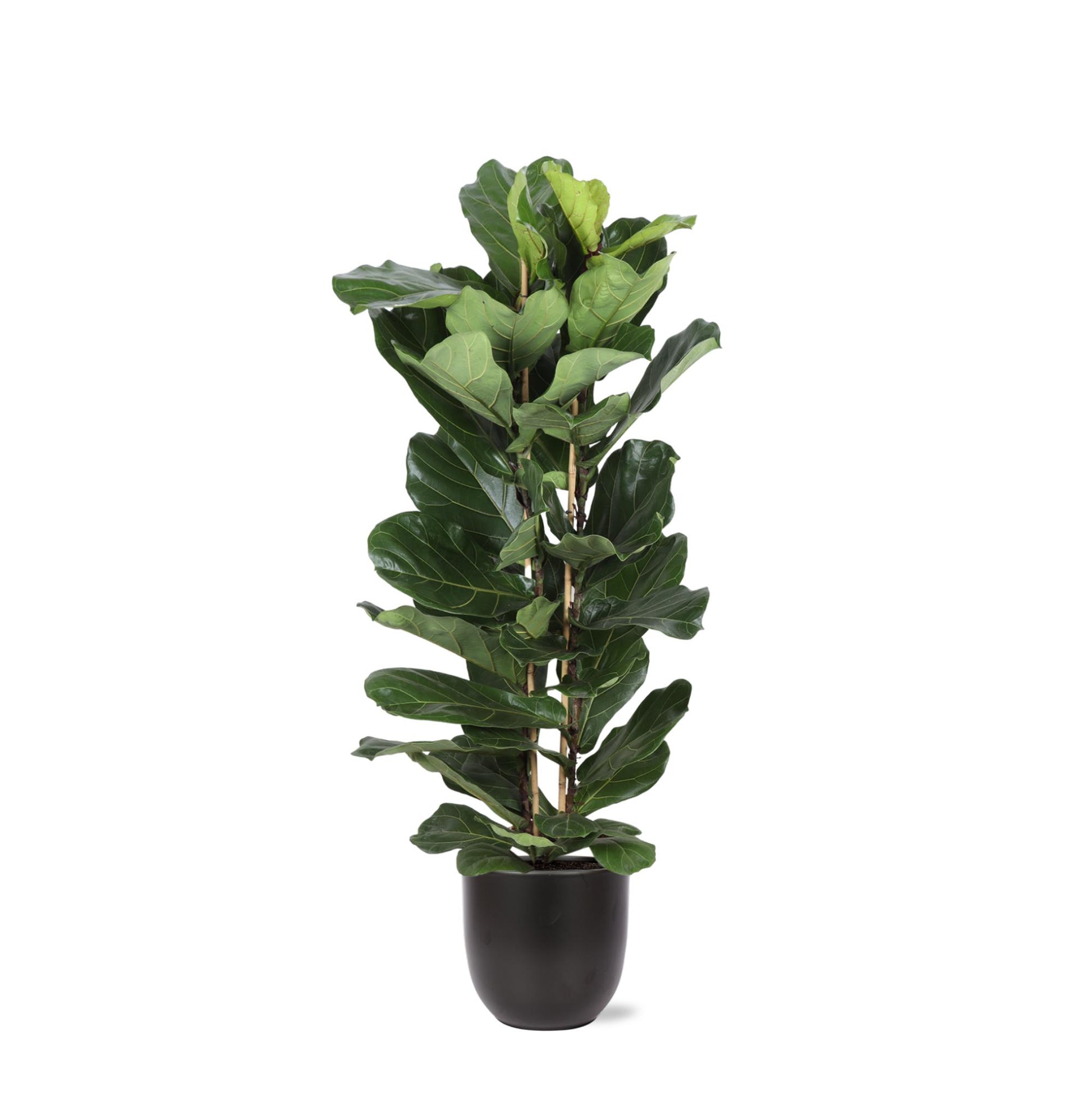 Ficus Lyrata mit Topf - Zimmerpflanze - Ø27cm, ↕140cm - Geigenfeige - grüne-wurzel