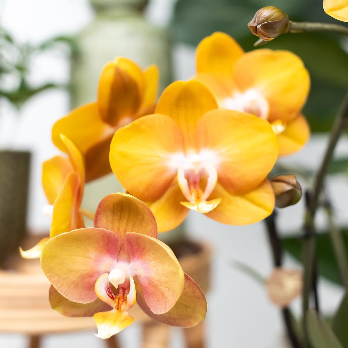 Kolibri Orchids | KOMBI ANGEBOT von 2 Phalaenopsis Orchideen Orchidaceae Las Vegas | Zimmerpflanze Ø12cm | Schmetterlingsorchidee blühend in Orange Gelb - grüne-wurzel