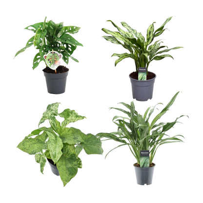 Grün-Mix 4er Set Zimmerpflanzen - Monstera obliqua 'Monkey Leaf' - Aglaonema Juliette - Syngonium Mottled - Aglaonema Cutlass - Zimmerpflanzen - Ø12, 25-40cm - grüne-wurzel