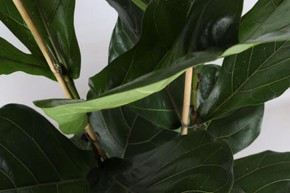 Ficus Lyrata mit Topf - Zimmerpflanze - Ø24cm, ↕120cm - Geigenfeige - grüne-wurzel