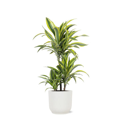 Dracaena Lemon Lime mit Topf oder Korb in verschiedenen Farben - Zimmerpflanze - Ø21cm, ↕65cm - Drachenbaum