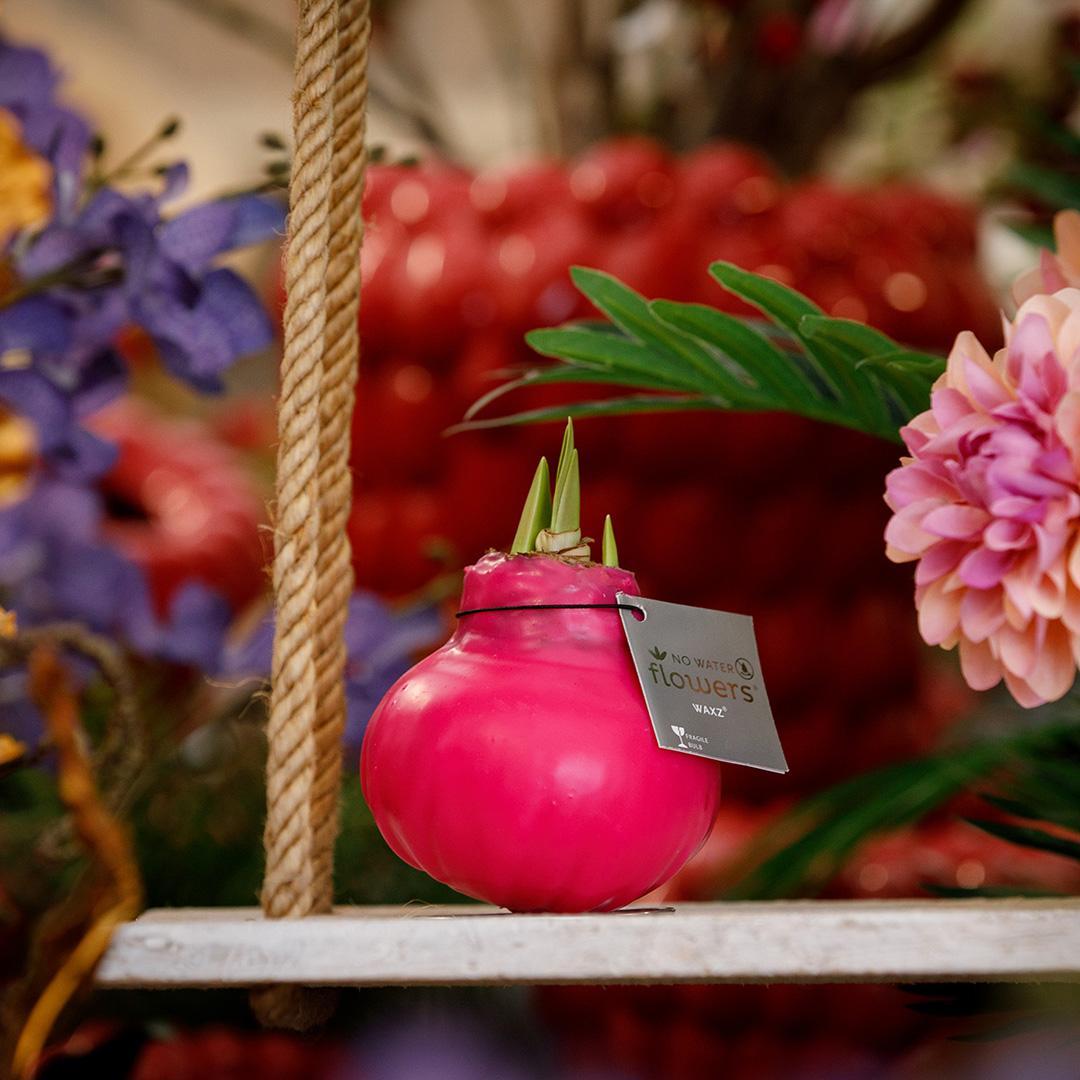 Amaryllis No Water Blumen Wachs Farben - Pflegeleichte Blühende rote Blumen Zimmerpflanze in 8 Farben