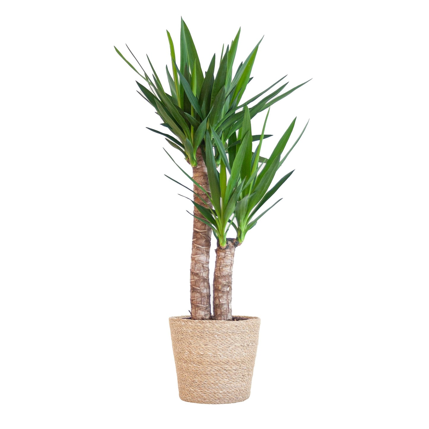 Yucca Elephantipes – Palmlilie – Sukkulente - 90cm – Zimmerpflanze inkl. nachhaltigem Viber Topf, Lissabon Korb oder Sofia Korb