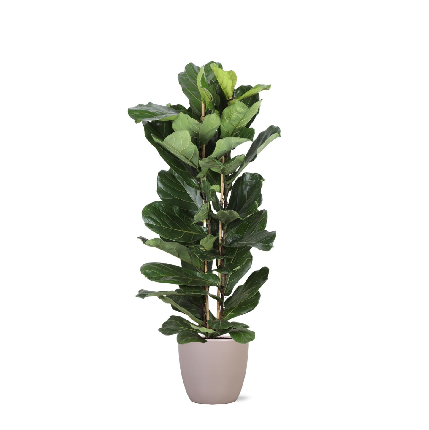 Ficus Lyrata mit Topf - Zimmerpflanze - Ø27cm, ↕140cm - Geigenfeige