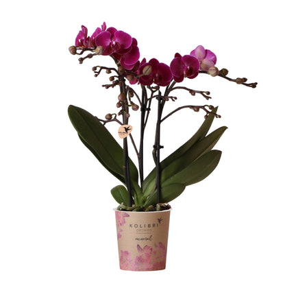 Kolibri Orchids lila Schmetterlingsorchidee Phalaenopsis Morelia Orchidaceae Topfgröße Ø9cm blühende Zimmerpflanze frisch vom Züchter - grüne-wurzel