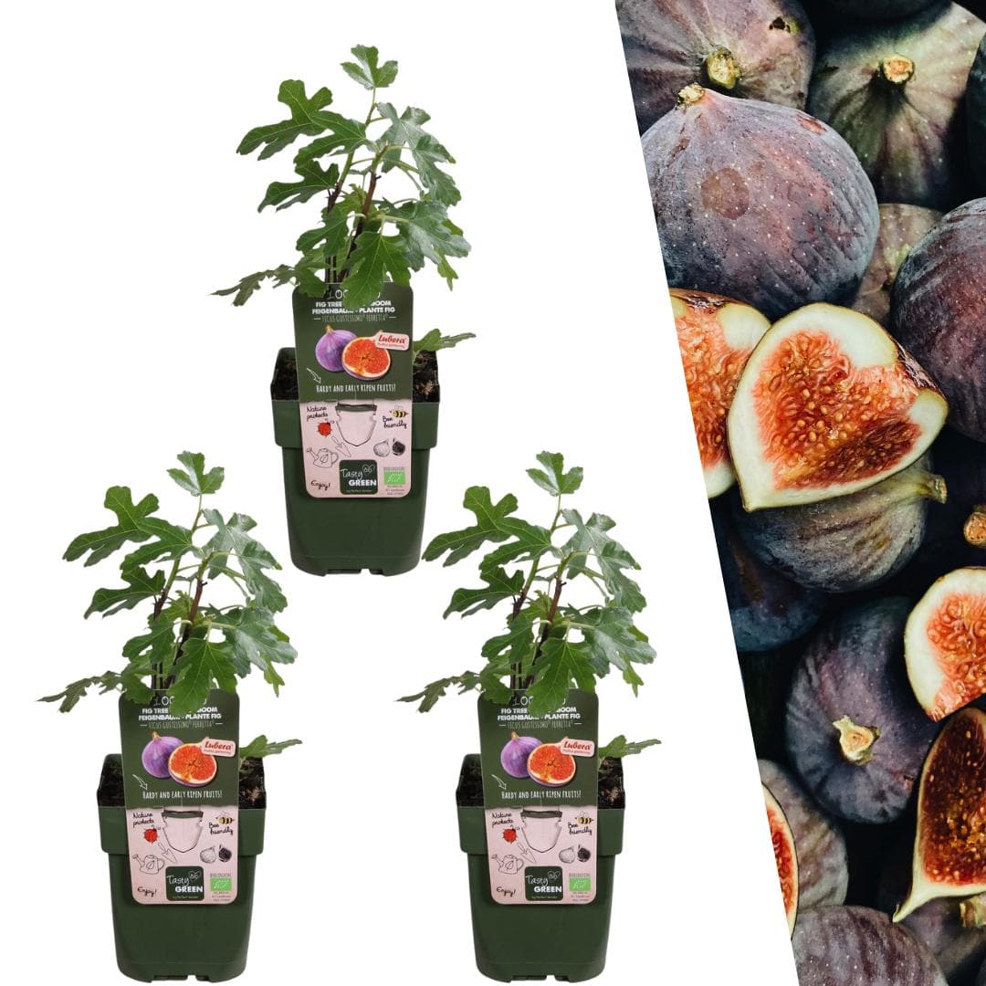 3x Bio-Feigenbäume - Feigensorte: Ficus Guttissimo Perretta BIO - Ficus carica - Ø 13 cm - Gartenpflanze - 20 cm - grüne-wurzel