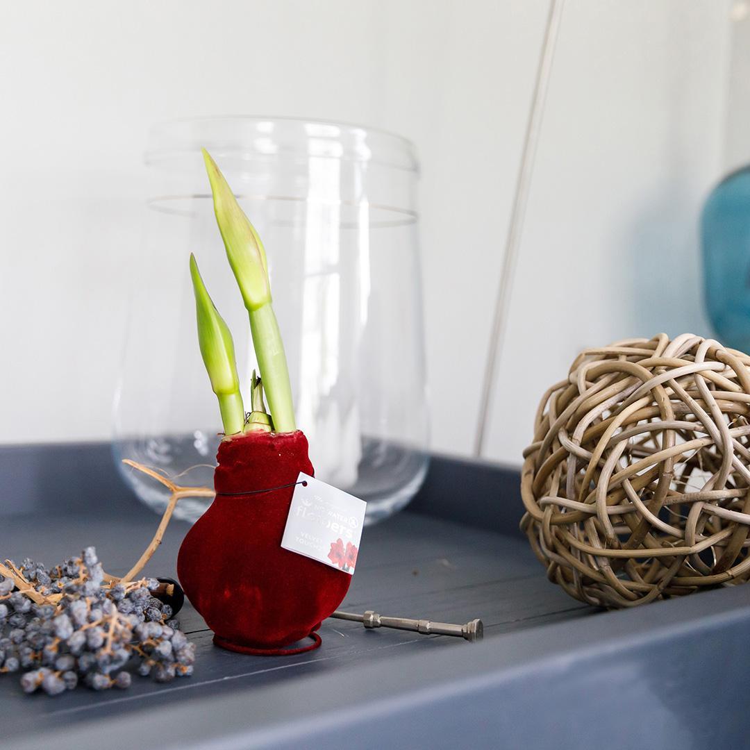 Amaryllis rote No Water Blume Samt Stil Pflegeleichte Zimmerpflanze 8 Farben Blühend - weiß und rot