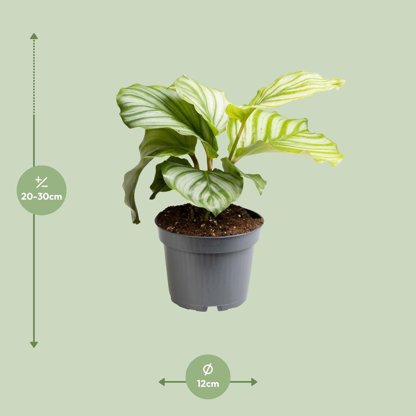 Calathea Orbifolia - Ø12cm - Höhe 25cm - Zimmerpflanze - grüne-wurzel