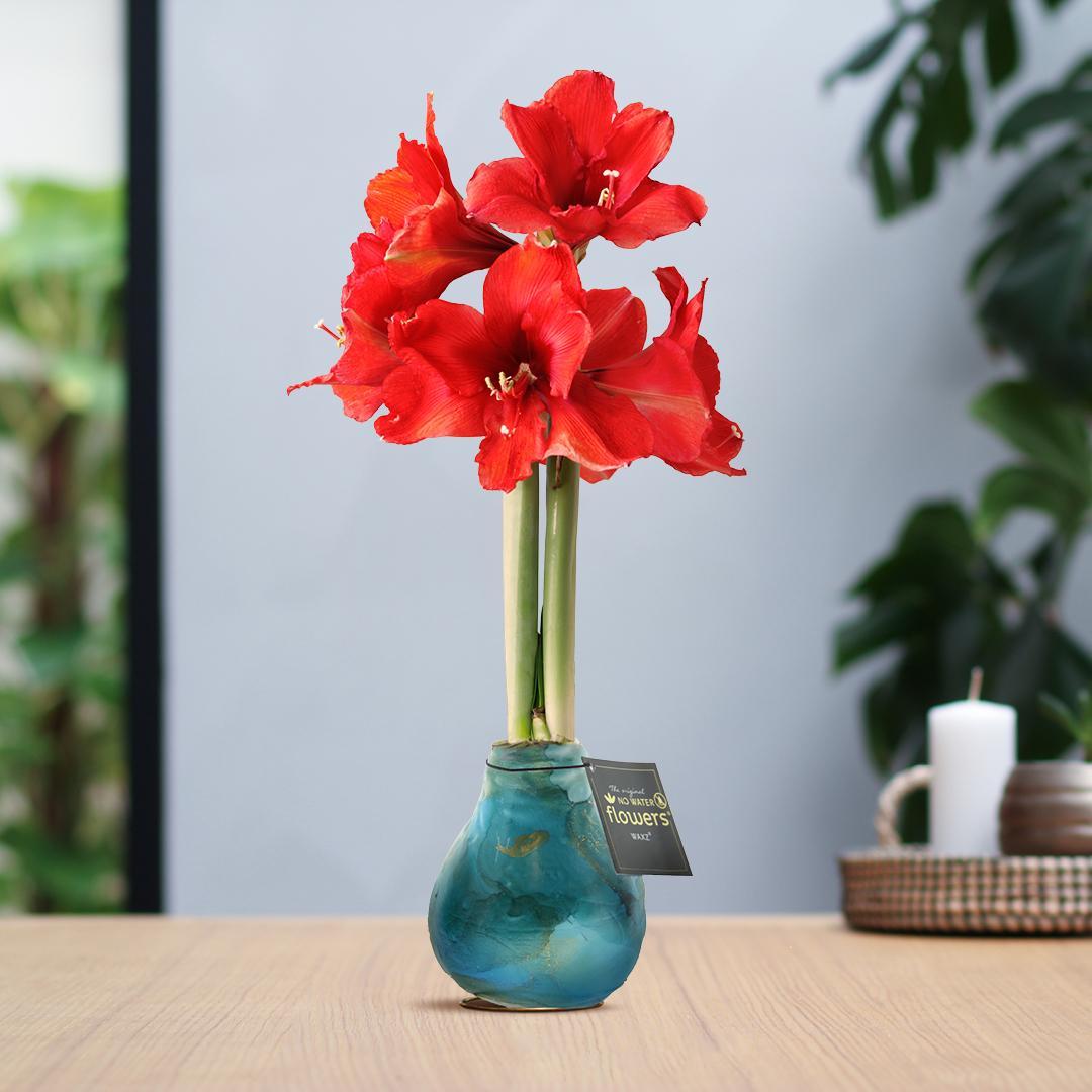 Amaryllis No Water rote Blumen Universum Style - Pflegeleichte Blühende Zimmerpflanze in 6 Wachs Farben Blau Grün Pink Braun Bordeaux Rot Schwarz Gold