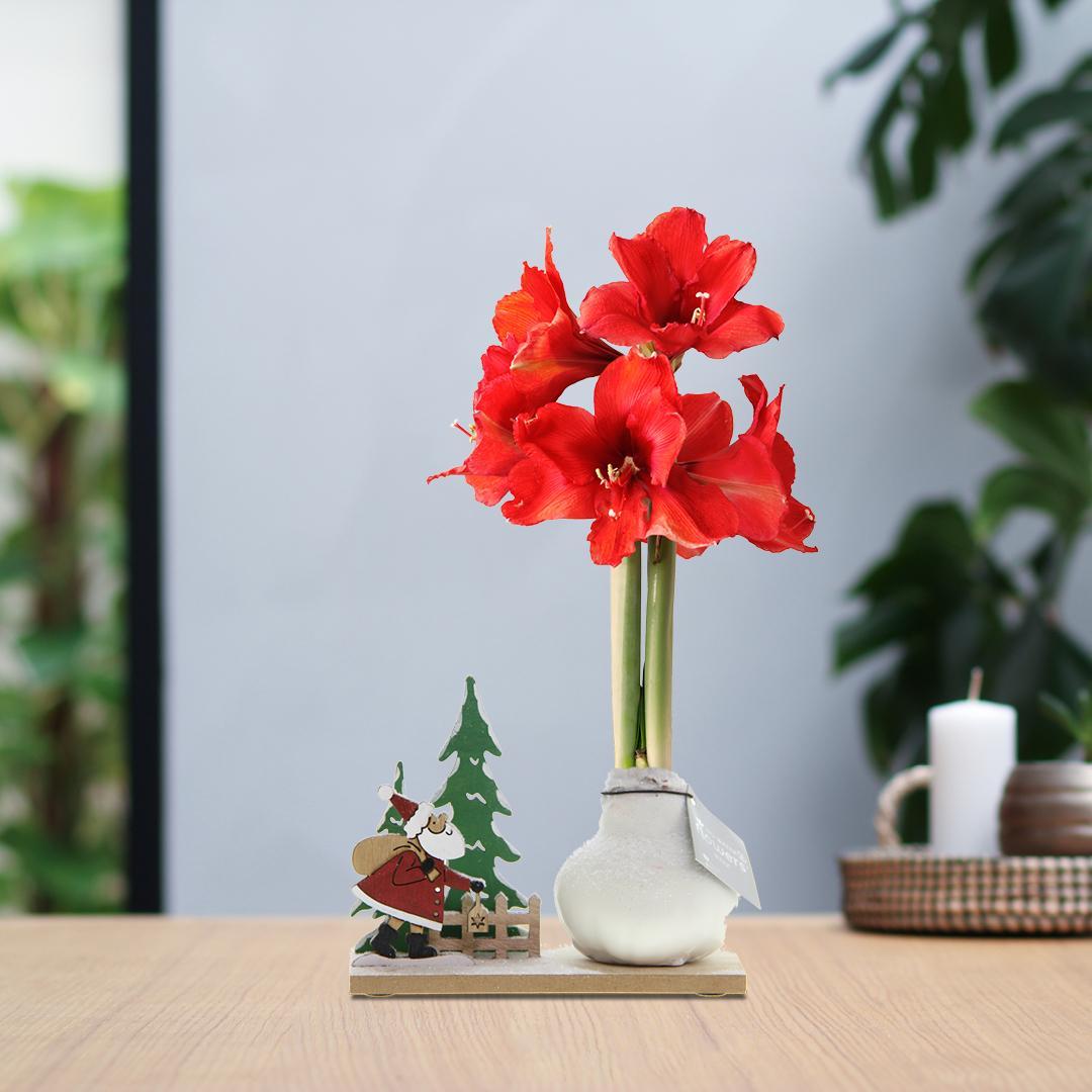 Amaryllis NoWater rote Blumen Winter Wonderland - Pflegeleichte Blühende Zimmerpflanze mit Weihnachtsdekoration Figuren in 3 Farben Rot Schwarz Weiß