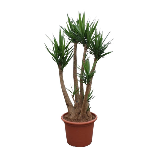 Yucca Elephantipes verzweigt – 230 cm Ø60 – Palmen – Spanisches Bajonett – Yucca Palme – XXL Zimmerpflanze