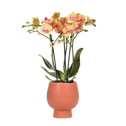 Kolibri Orchids | Orange Phalaenopsis Schmetterlingsorchidee - Jamaika | Orchidaceae | blühende Zimmerpflanze im Topf Ø9cm + Scandic Ziertopf Terracotta - 40cm hoch - grüne-wurzel