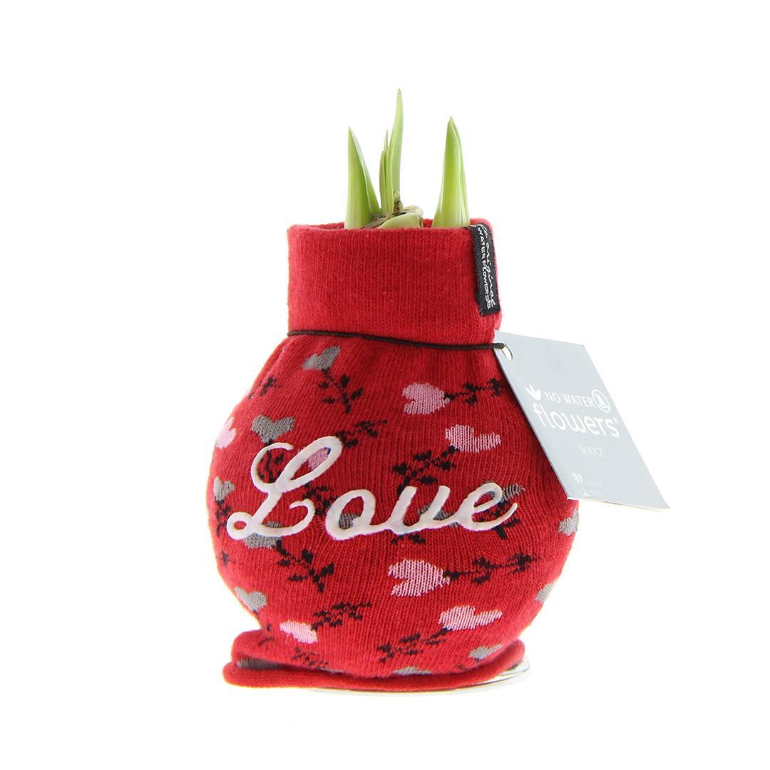 Amaryllis No Water Blume Fashion Love Liebe Geschenk - Pflegeleichte Blühende Zimmerpflanze Rot - Perfektes Geschenk mit Love Schriftzug