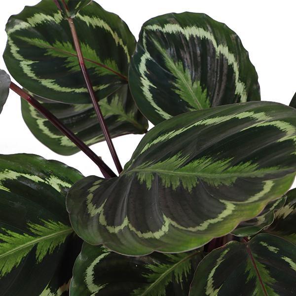 Calathea Medaillon mit Topf - Zimmerpflanze - Ø21cm, ↕70cm - grüne-wurzel