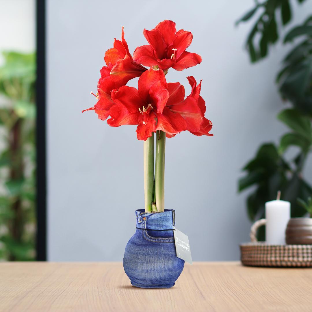 Amaryllis No Water Rote Blumen Urban Klamotten Stil  - Pflegeleichte Zimmerpflanze in 2 Designs (Jeans und Stein Style)