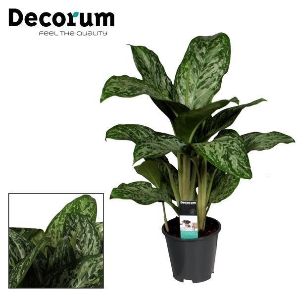 Aglaonema Greenlight - Zimmerpflanze - Ø17cm - Höhe 50-60cm - Kolbenfaden - grüne-wurzel