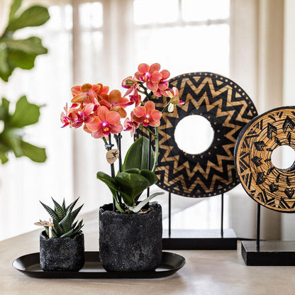 Kolibri Company | Pflanzenset Home Hub Small | Orange Phalaenopsis Orchidee Bolzano und Sukkulente inkl. Keramik-Zierpflanzgefäße auf schwarzem Tablett