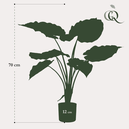 Kunstpflanze - Alocasia Frydek - 70 cm - Zimmerpflanze - künstliche Pflanzen wie echt - grüne-wurzel