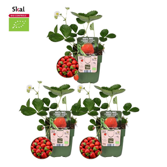 BIO Erdbeerpflanzen Set - Fragaria - 3 Pflanzen - Ø13 cm - Gartenpflanze - grüne-wurzel