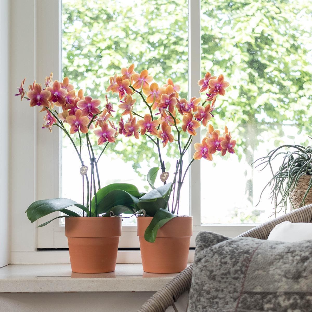 Kolibri Orchids | Orange duftende Phalaenopsis Orchidee im terrakottafarbenen Scandic Topf - Topfgröße Ø12cm Schmetterlingsorchideen Orchidaceae - grüne-wurzel