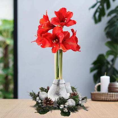 Amaryllis No Water Blumen Weihnachtskranz Blume - Pflegeleichte Blühende Weihnachts Zimmerpflanze in 3 Farben Gold Silber und Rot (Bordeaux)