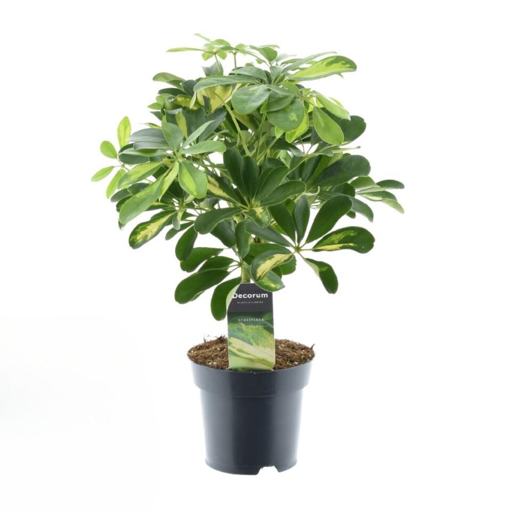 Schefflera Gold Capella - Ø14cm - Höhe 50cm - Zimmerpflanze - Strahlenaralie - grüne-wurzel