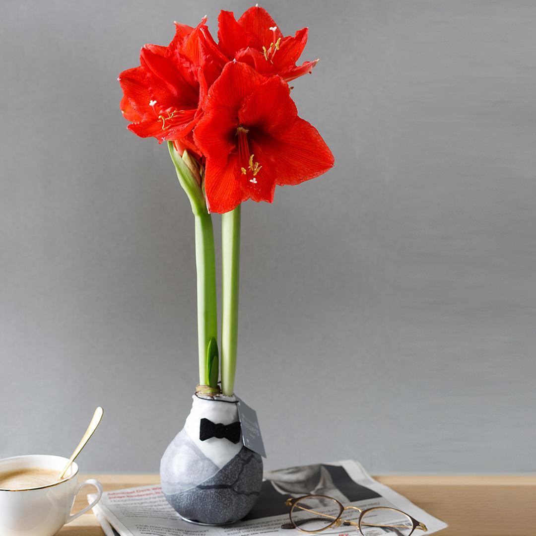 Amaryllis No Water rote Blume Smoking Anzug Design Look - Pflegeleichte Blühende Zimmerpflanze Elegant grauer Anzug mit Fliege