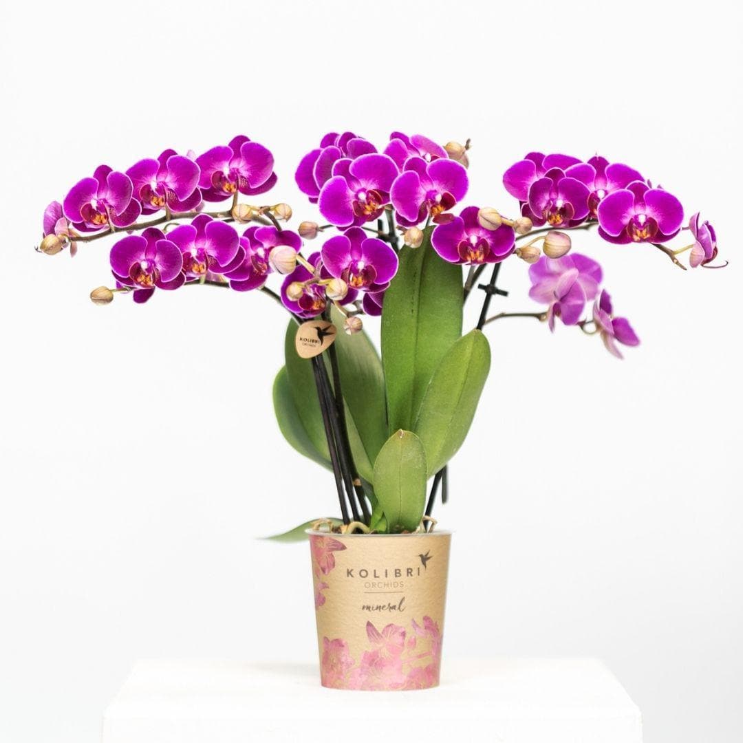 Kolibri Orchids lila Schmetterlingsorchidee Phalaenopsis Morelia Orchidaceae Topfgröße Ø9cm blühende Zimmerpflanze frisch vom Züchter - grüne-wurzel