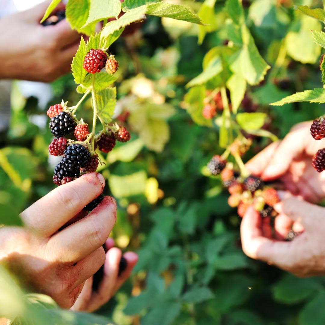 3 x Brombeerenpflanzen Rubus fruticosus BIO - Ø 13 cm Topf - 20 cm Höhe - Gartenpflanze, Wilde Brombeere - grüne-wurzel