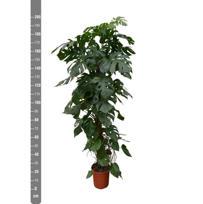 Monstera Deliciosa XXL - Zimmerpflanze - Höhe: 225 cm - Durchmesser: 40 cm - grüne-wurzel