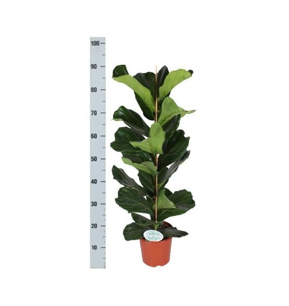 Ficus Lyrata mit Topf - Zimmerpflanze - Ø21cm, ↕90cm - Geigenfeige - grüne-wurzel